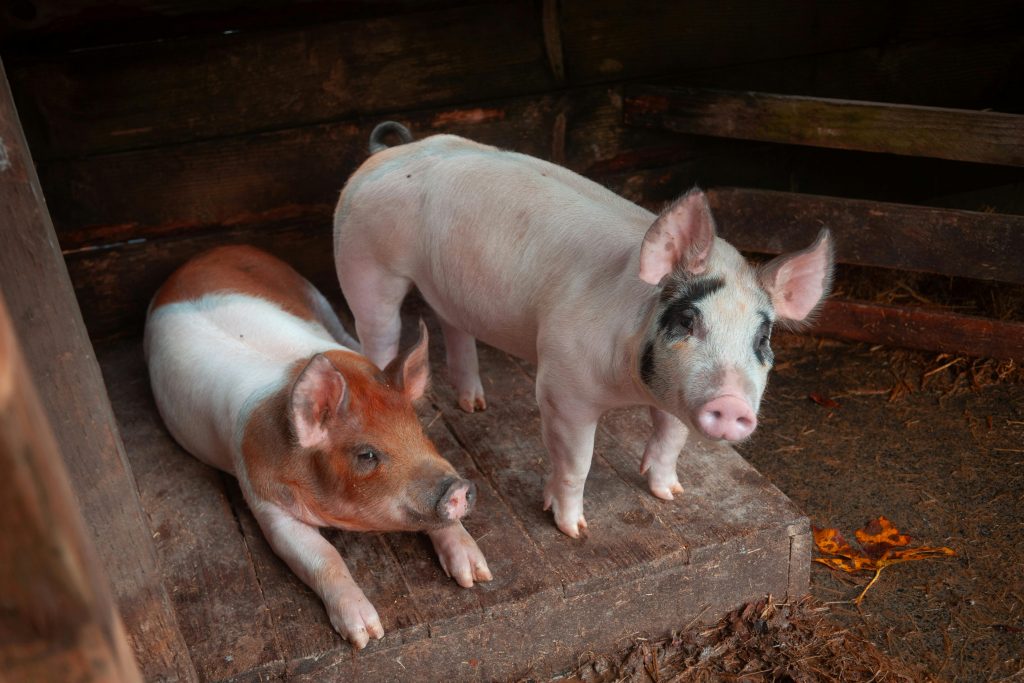 Two adorable piglets in a cozy farm setting, showcasing rural autumn charm.