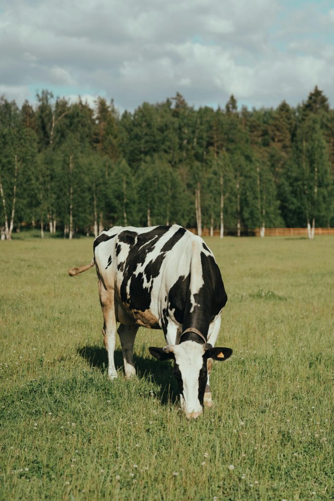 A Holstein cow peacefully grazes in a lush green meadow surrounded by trees on a sunny summer day.