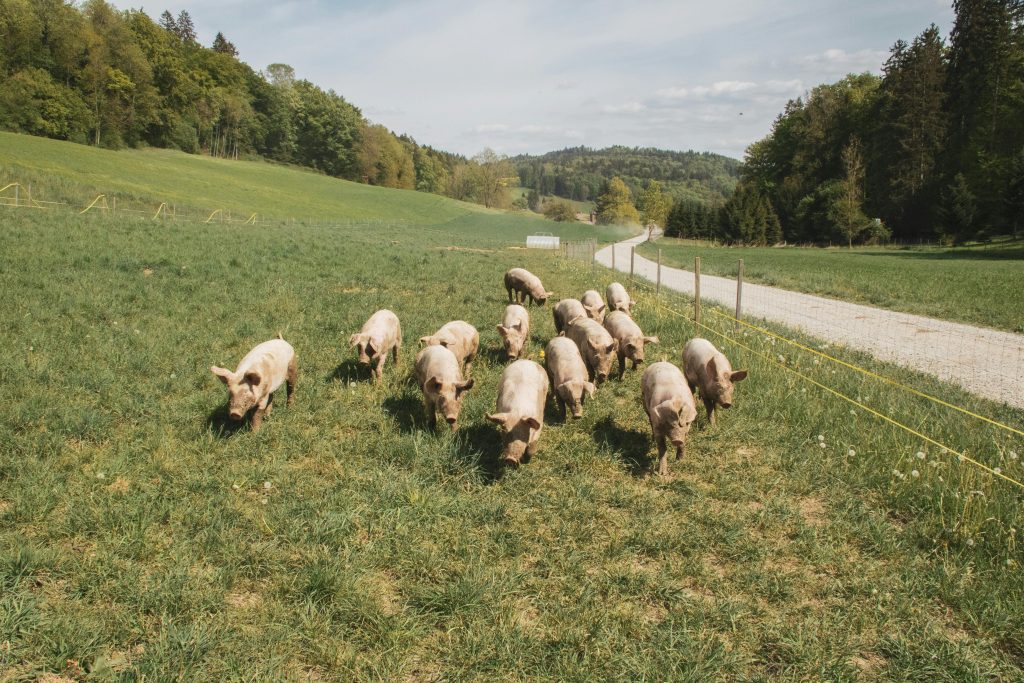 Group of pigs grazing in a lush field near Zürich, Switzerland, surrounded by beautiful rural landscape.