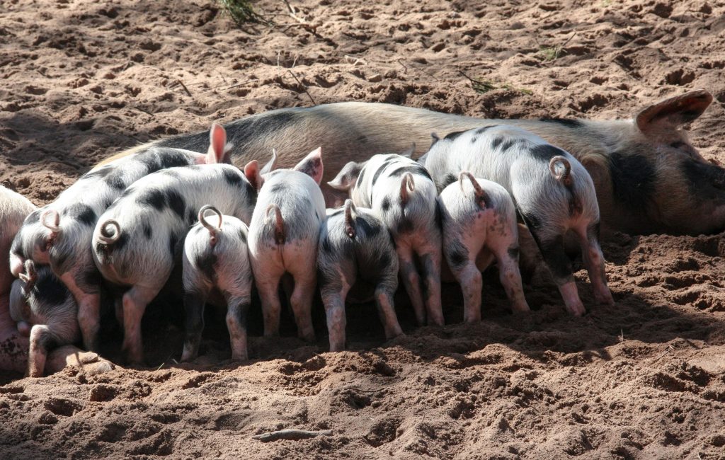 A group of piglets feeding from a sow on a sandy farm during the day.